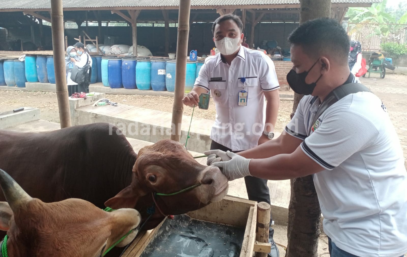 Pastikan Kesehatan Hewan Kurban Terjaga