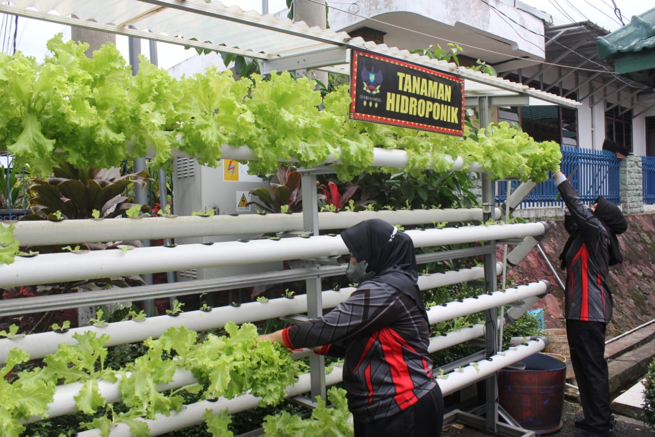 Kodim 0410/KBL Laskanakan Panen Sayuran Hidroponik