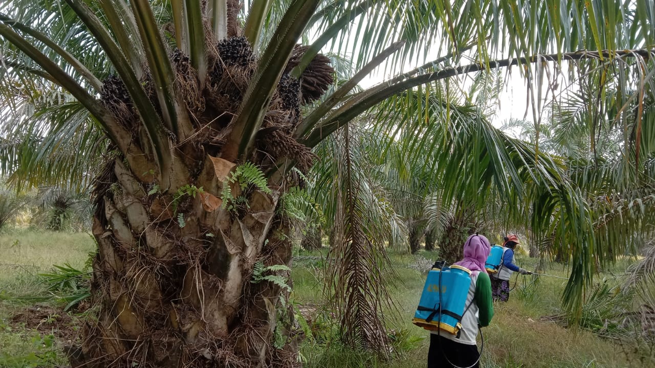 Komoditas Harga Perkebunan Alami Tren Positif