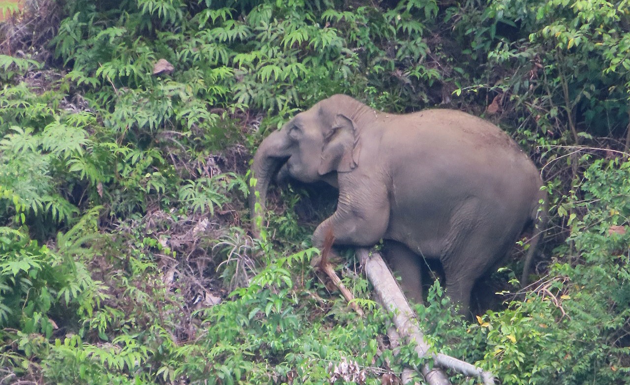 Dua Minggu Berlalu, Kawanan Gajah Belum Kembali ke TNBBS