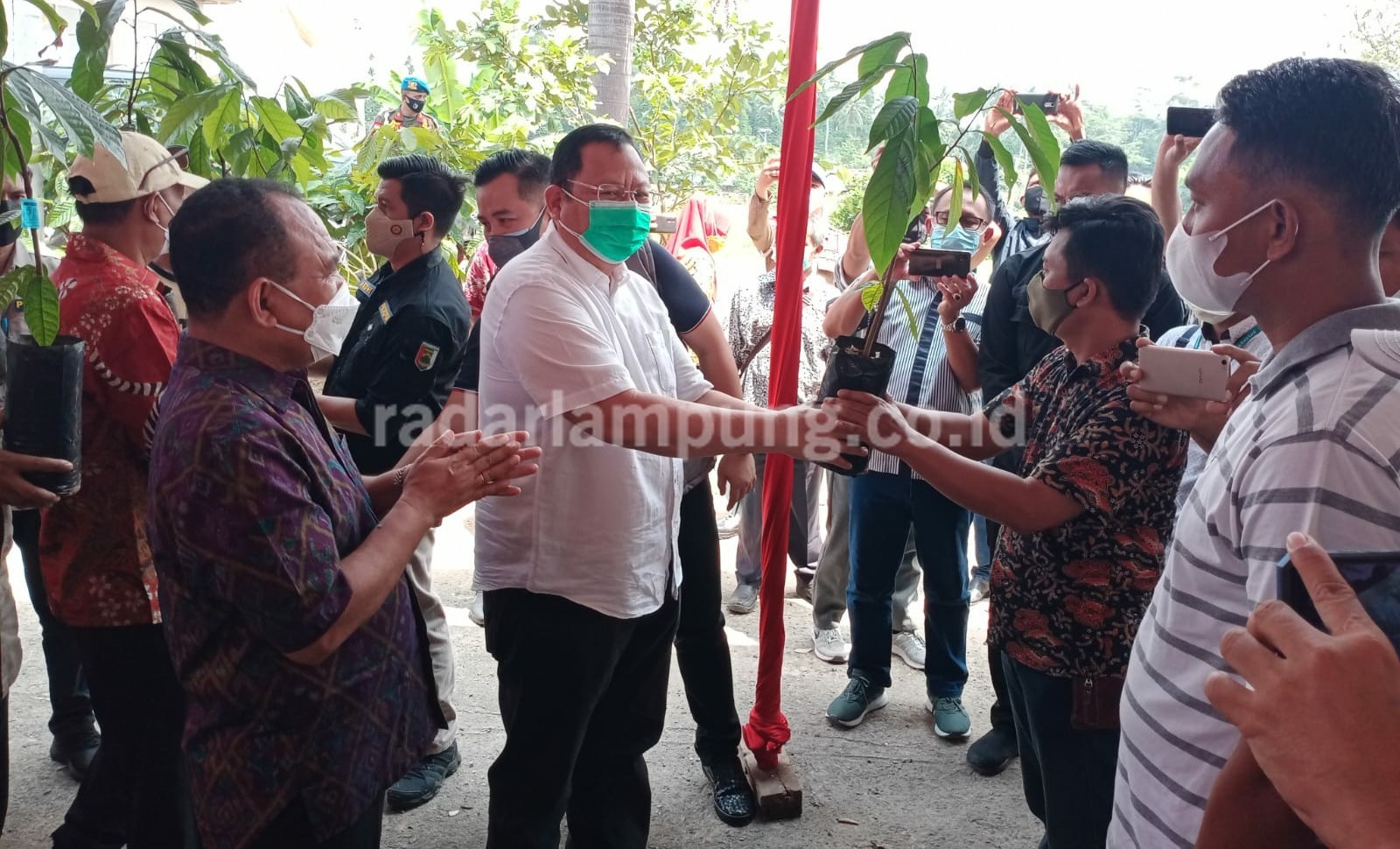 Bantuan 200 Ribu Bibit Kakao untuk Petani Pesawaran