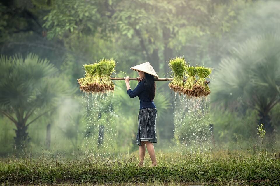 Poktan di Lampung Tengah Terbantu Program RJIT Kementan