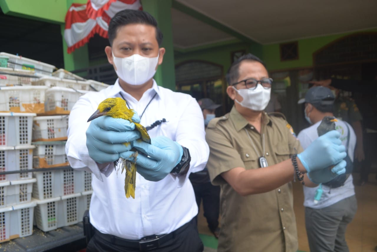 Ribuan Ekor Burung Tanpa Dokumen Diamankan Petugas