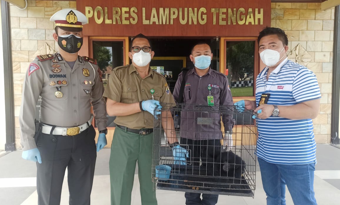 Polres Lamteng Serahkan Owa Siamang ke BKSDA