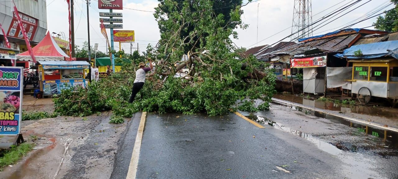 Pohon Mahoni Berusia Ratusan Tahun Tumbang, Jalan Raya Pekalongan Macet