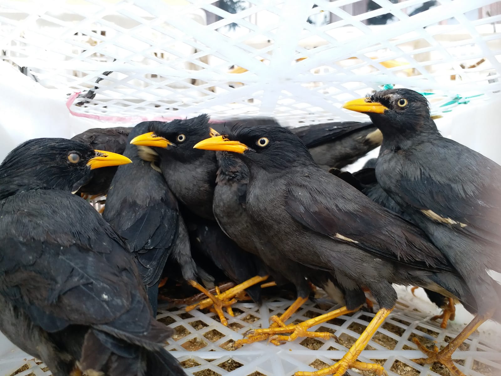 Penyelundupan 14 Jenis Burung dengan Jumlah 2.159 Ekor Berhasil Digagalkan