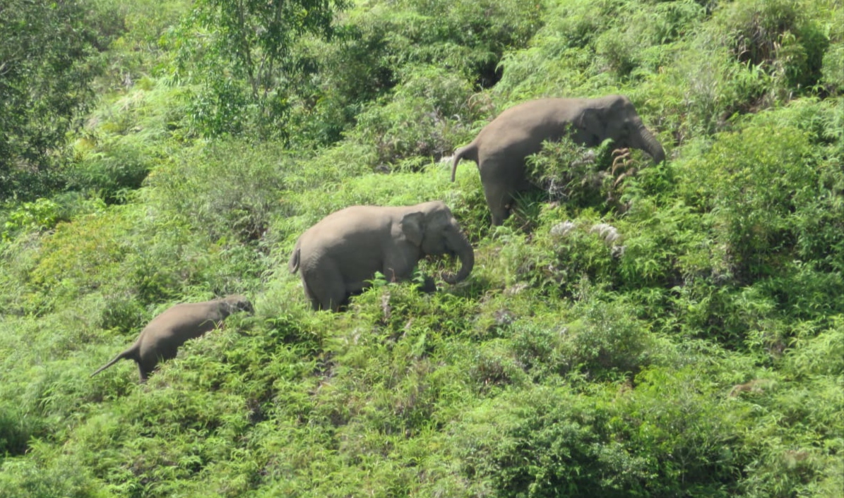 Kawanan Gajah Jambul Digiring ke Gunung Ayem