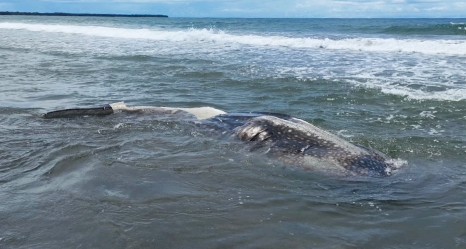 Hiu Paus Terdampar di Pantai Pedada