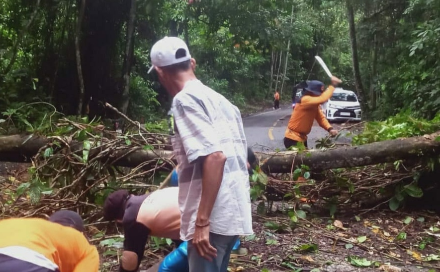 Pohon Tumbang di Jalinbar Krui-Tanggamus, Jalan Sempat Tertutup