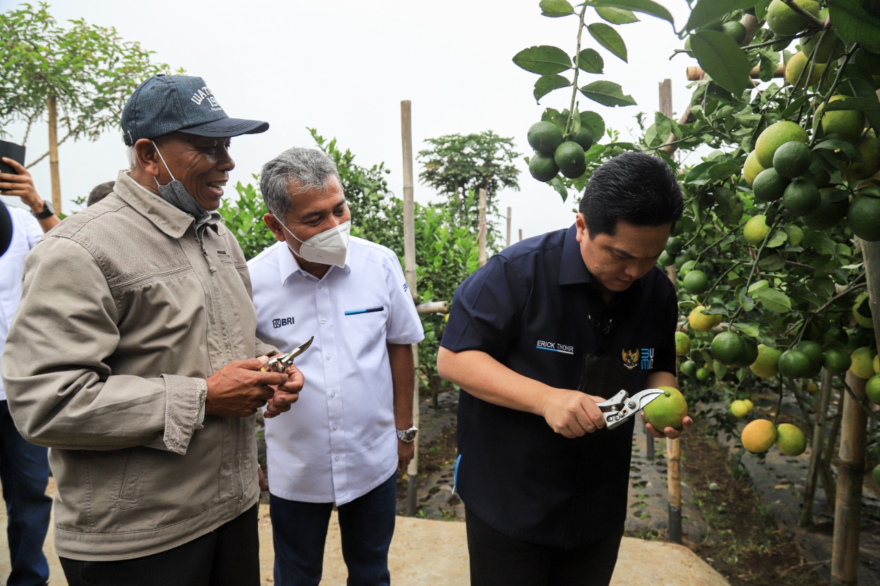 Kunjungi Petani Jeruk, Menteri Erick Thohir Apresiasi Klaster Pertanian Binaan BRI