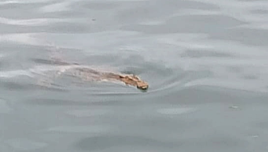 Hati-hati! Buaya Muncul di Dermaga I Pantai Kotaagung