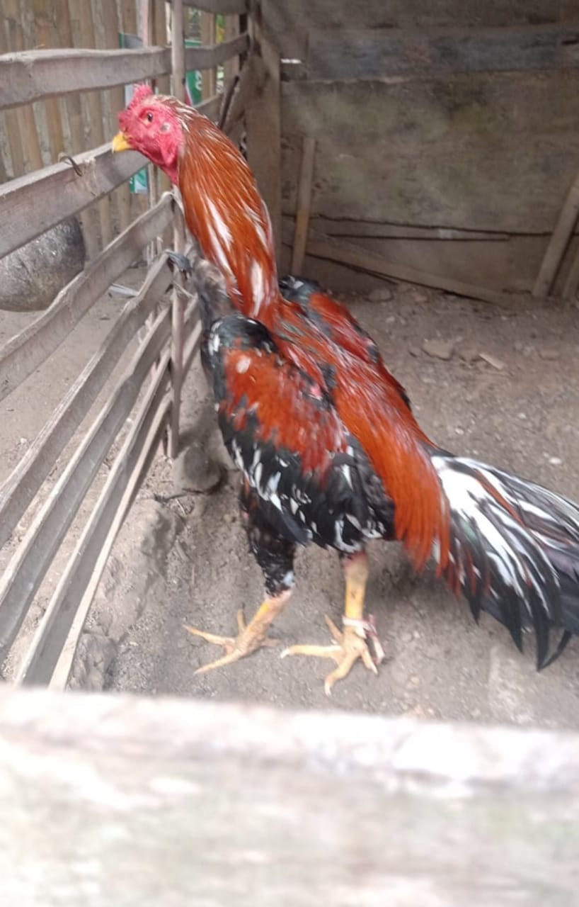 Maling Ayam Pakai Onthel, Terancam 7 Tahun Penjara