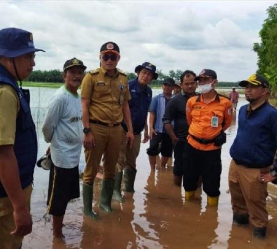 Curah Hujan Tinggi, 353 Rumah dan 2.292 Hektare Sawah di Tuba Dilanda Banjir