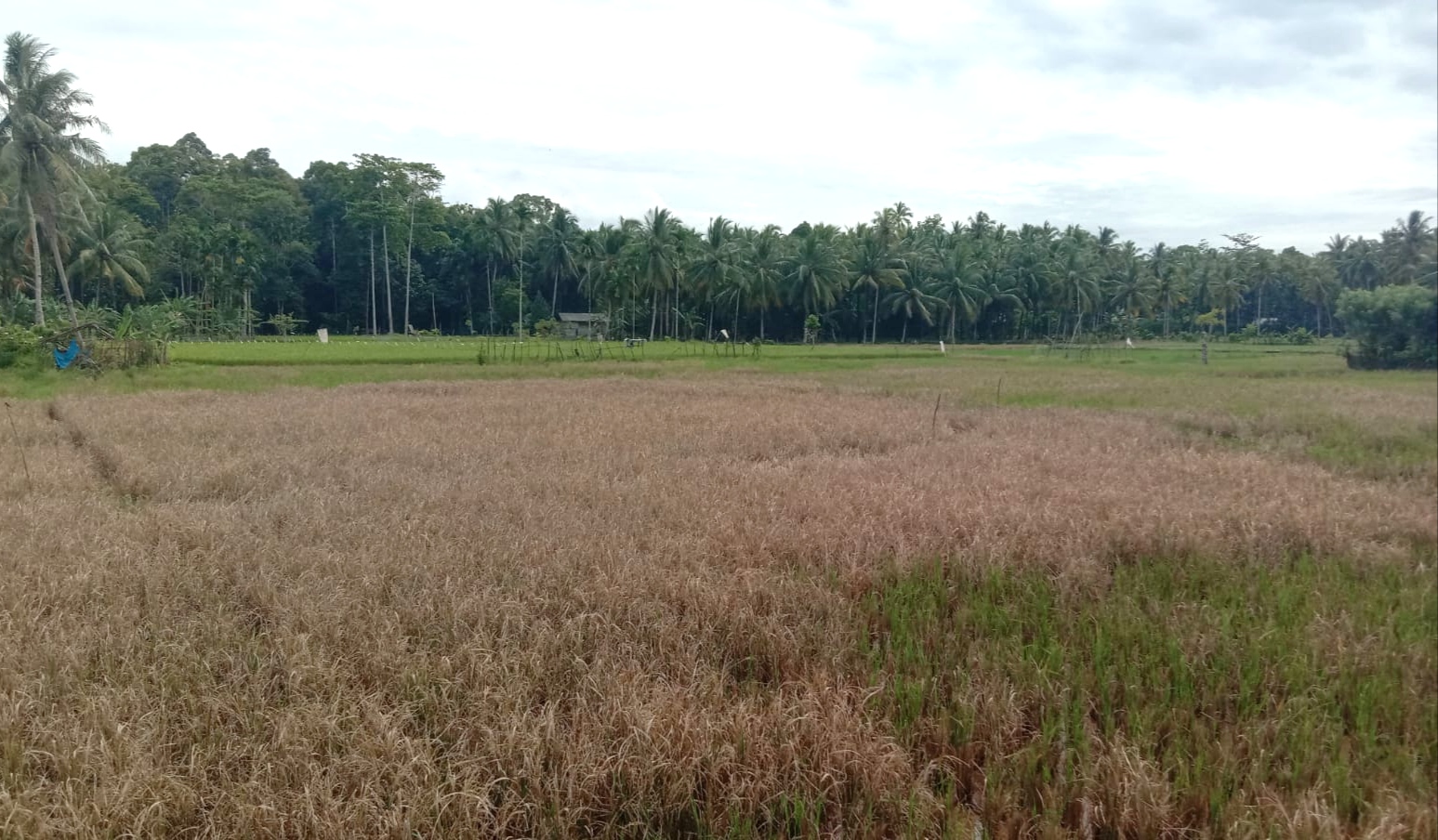 Puluhan Hektare Tanaman Padi Terserang Kresek