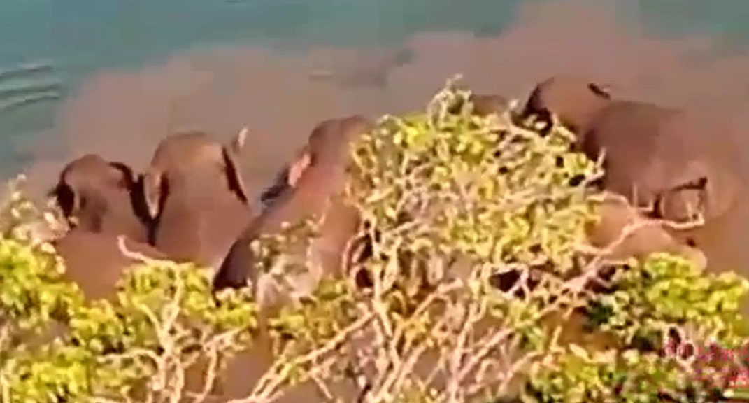 Belasan Ekor Gajah Numpang Mandi di Danau Asam