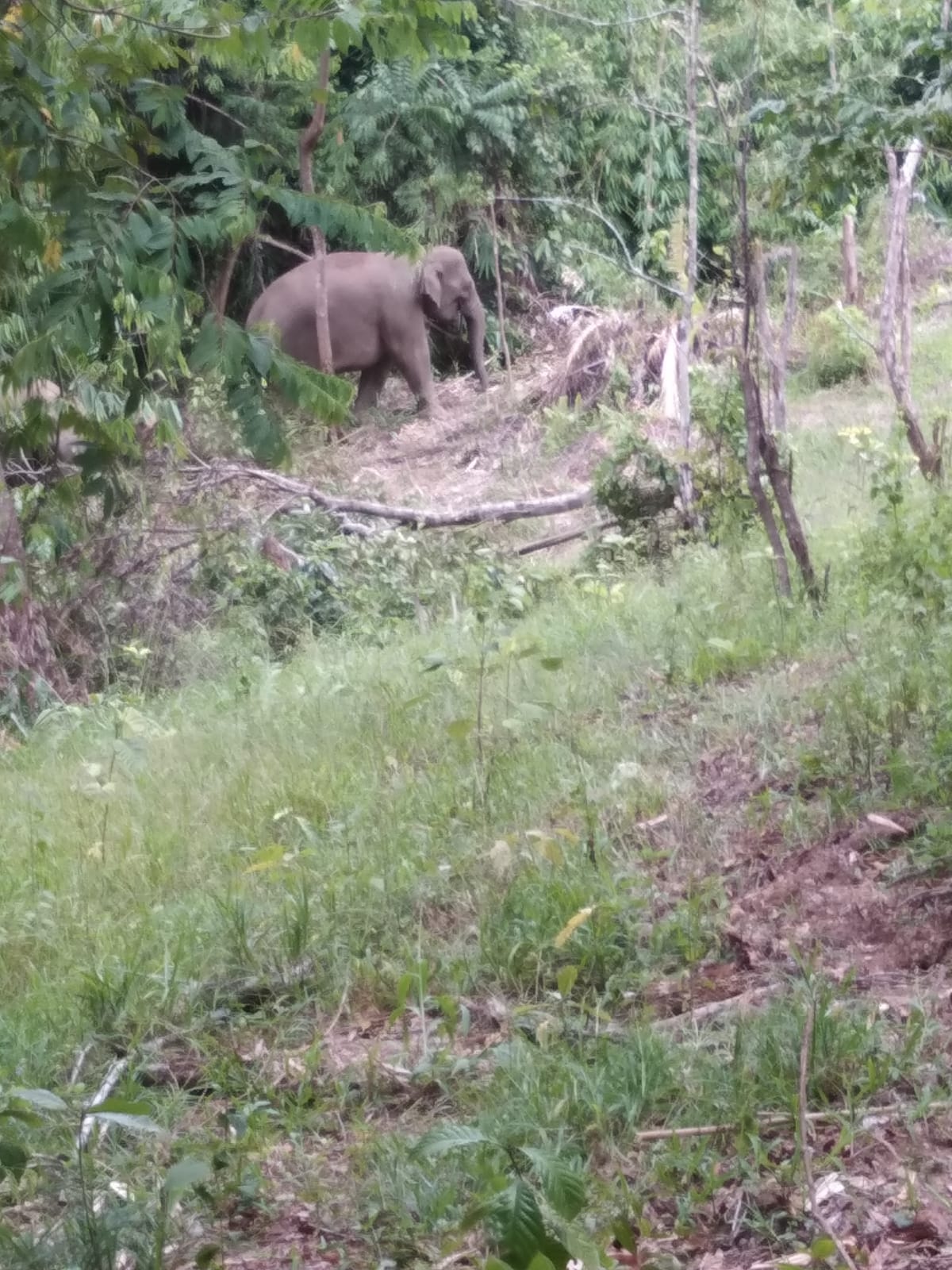 Belasan Gajah Muncul, Rusak Penggilingan Padi dan Lahan di BNS