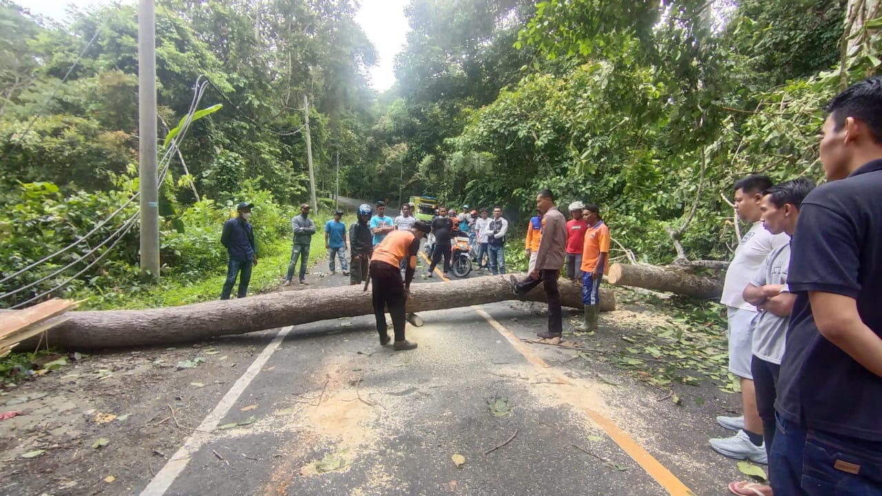 Waspada Pohon Tumbang Tutupi Jalinbar