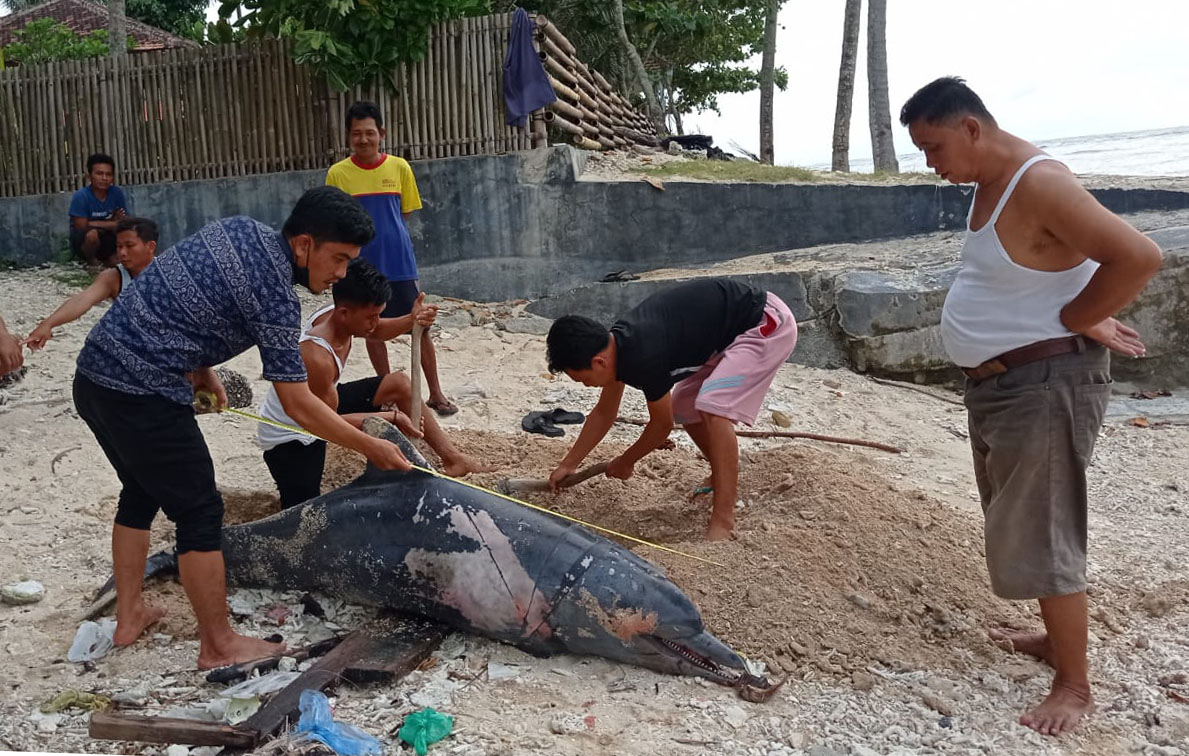Lumba-lumba Terdampar di Pantai Tanjung Setia