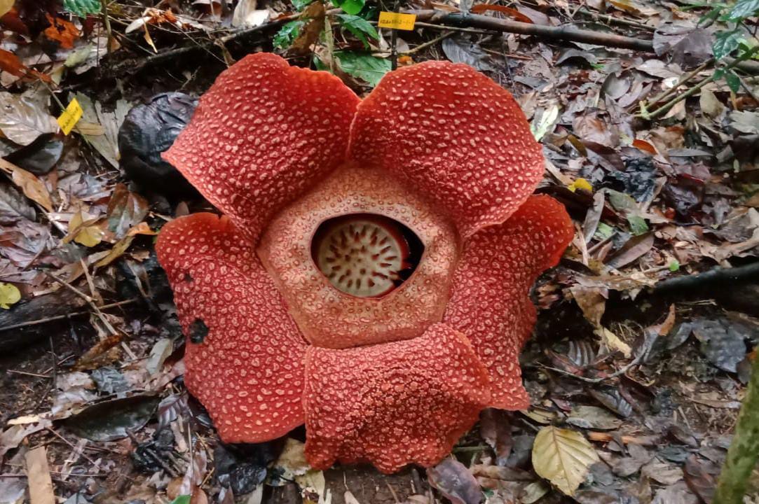 Indah, Raflesia Arnoldi Mekar Sempurna